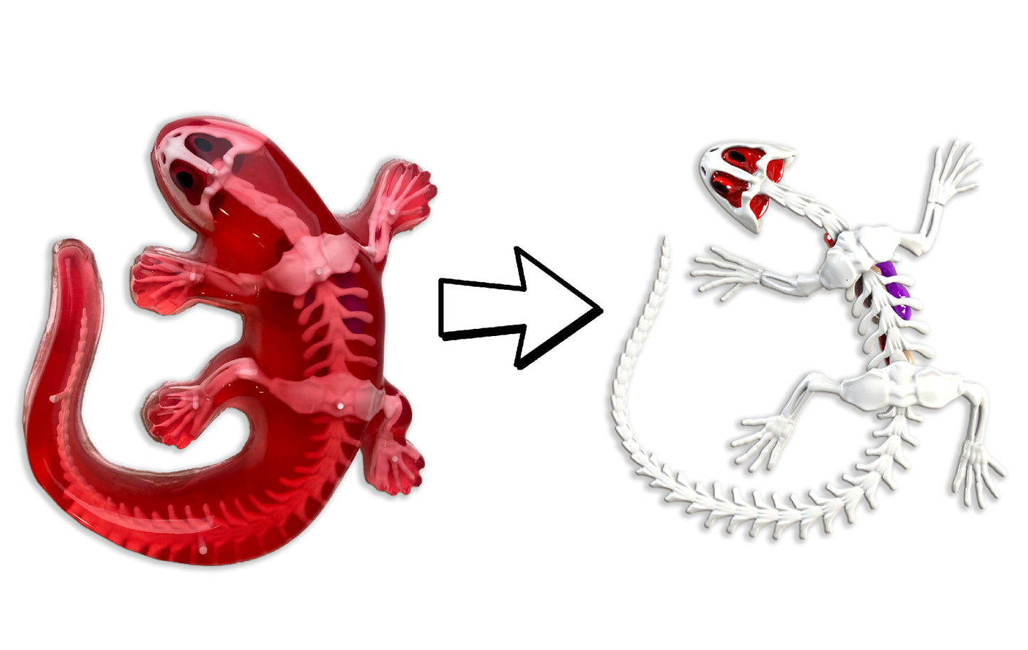 Dissect-It Salamander Lab