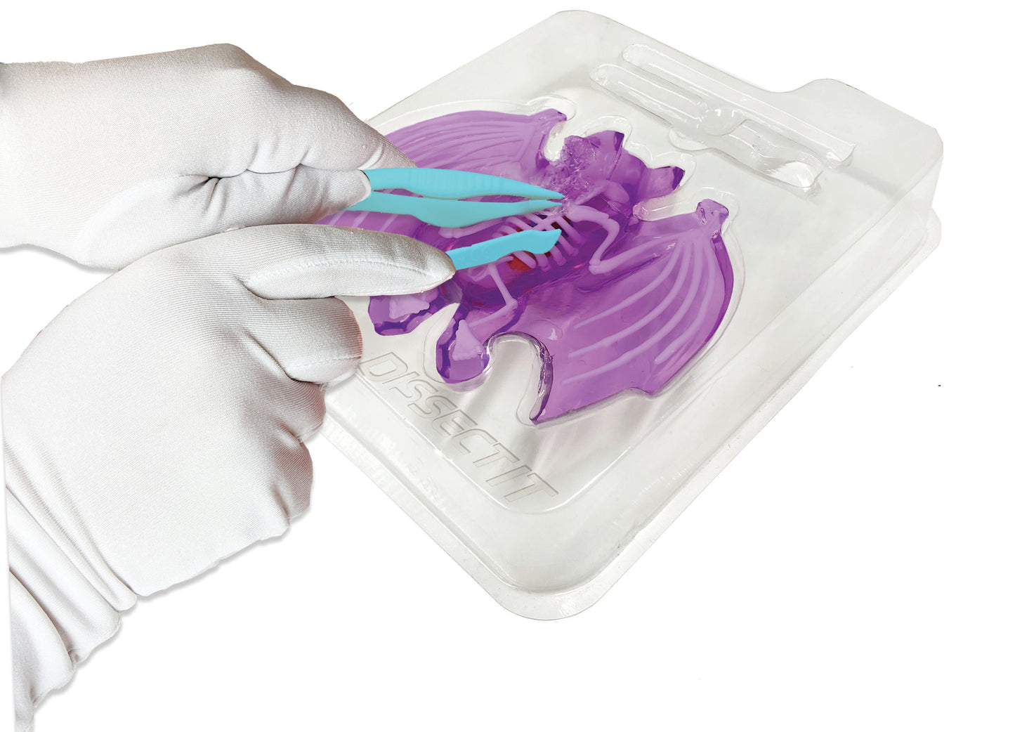 Dissect-It Bat Lab