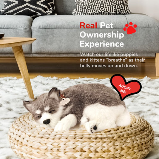 Original Alaskan Husky Perfect Petzzz