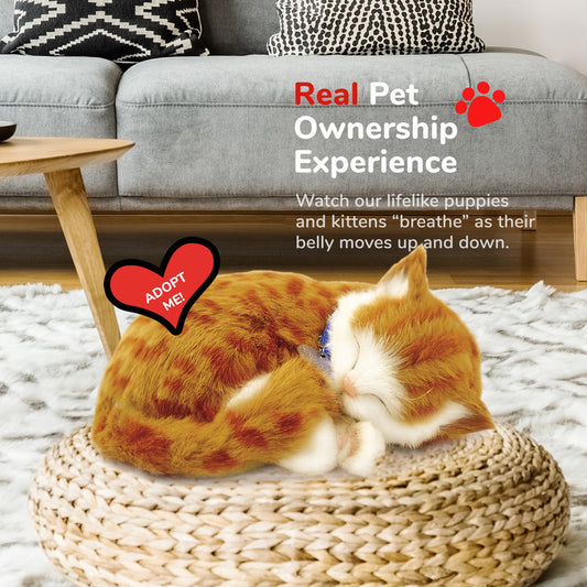 Original Orange Tabby Kitten Perfect Petzzz