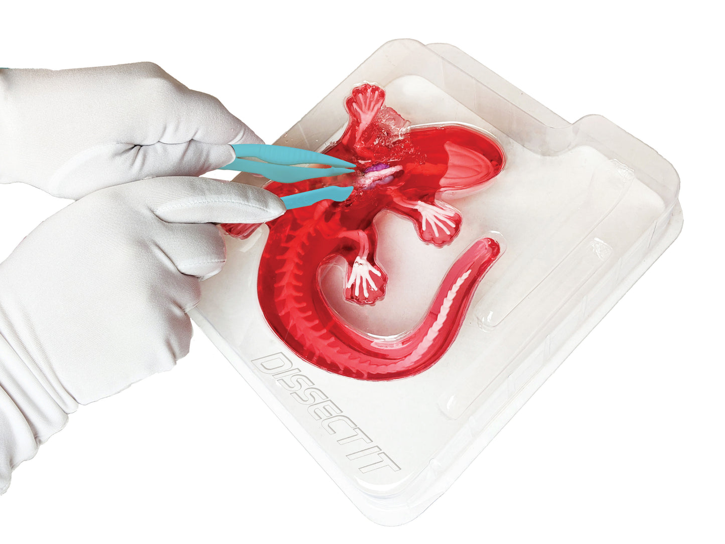 Dissect-It Salamander Lab