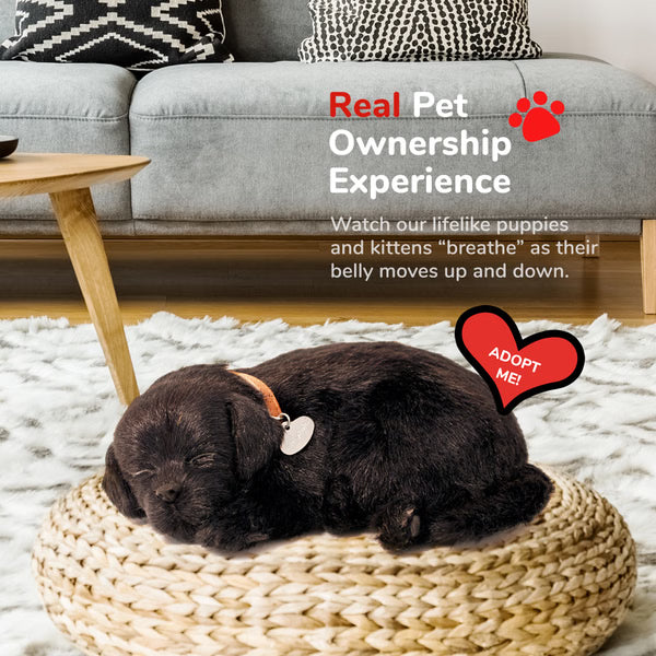 Original Black Lab Perfect Petzzz