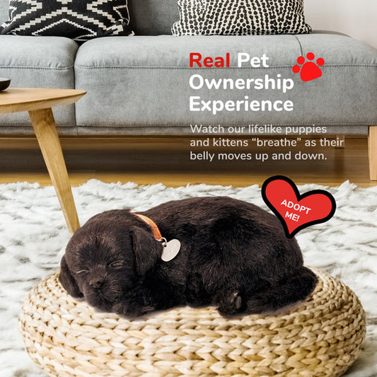 Original Black Lab Perfect Petzzz