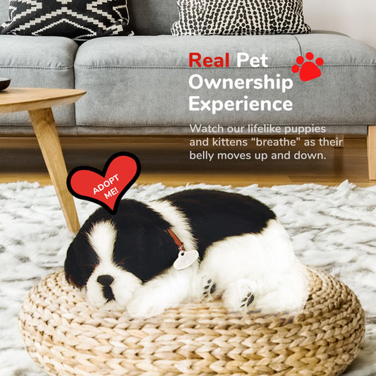 Original Border Collie Perfect Petzzz