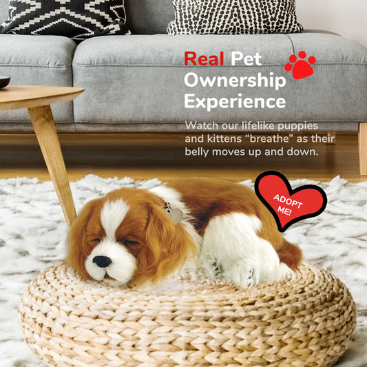 Original Cavalier King Charles Perfect Petzzz