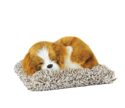 Mini Perfect Petzzz - Cavalier King Charles